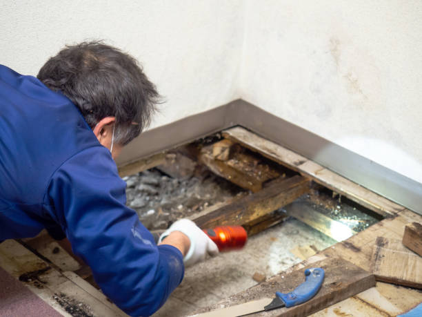 Best Mold Inspection  in Roseland, NJ