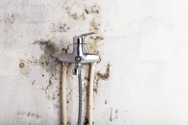 Roseland, NJ Mold Removal Company