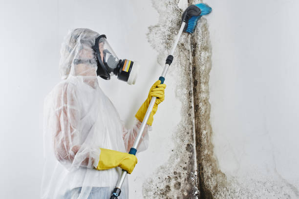 Best Office Mold Removal Services  in Roseland, NJ