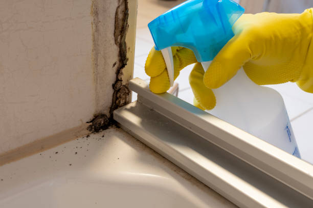 Best Black Mold Removal  in Roseland, NJ