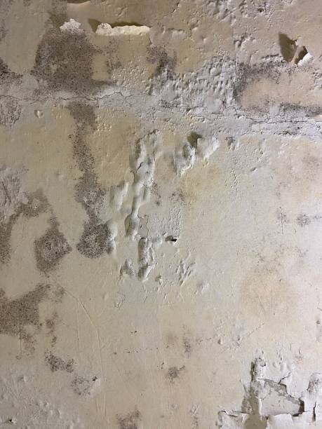 Best Attic Mold Removal  in Roseland, NJ