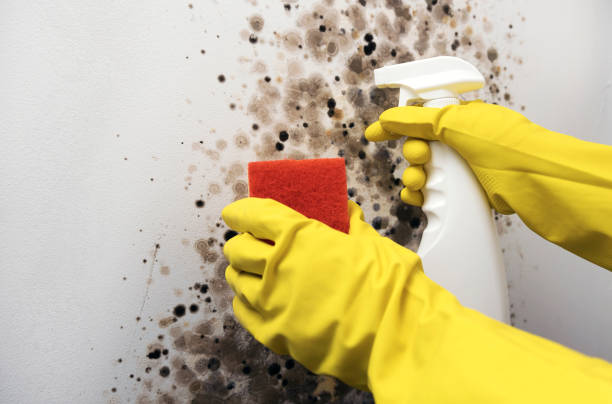 Best Toxic Mold Removal  in Roseland, NJ