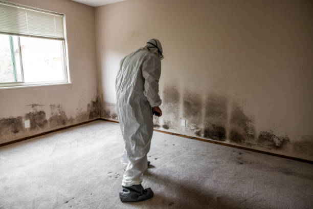 Best Mold Removal Specialists  in Roseland, NJ