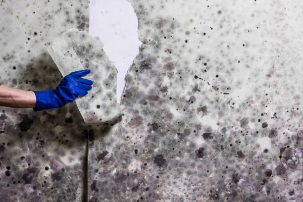 Best Mold Removal and Inspection  in Roseland, NJ
